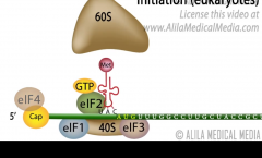 1. 40S and 60S units
2. mRNA
3. initiation factors (elFs)
4. Methionyl-tRNA (only tRNA recognized by the initiation factor elF-2
5. ATP and GTP
6. Kozak consensus sequence