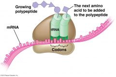 The Anticodon on the tRNA can recognize and compliments the codons on the mRNA