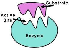 The active site allows the substrates of the reaction to fit into the enzyme. This works like lock and key. Once the substrate is in place in the active site it binds to the enzyme and the reaction then takes place rapidly. The surface of the enzy...