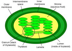 Chloroplasts are food producers of the cell. The organelles are only found in plant cells and some protists such as algae.  