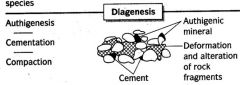 I. Cementation
II. Authigenic mineral formation
III. Compaction and grain deformation
IV. Dissolution
V. Recrystallization