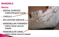 -medial surface
-lingula
-mylohyoid groove
-mandibular foramen
-mandibular canal
** refer to pic on lecture**