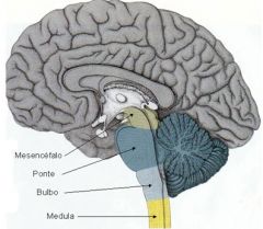 1) Es la parte más primitiva e interior del cerebro


 


2) El Bulbo Raquídeo controla las actividades automáticas (latido, respiración, etc.)


 


3) El Cerebelo garantiza la coordinación de los movimientos que hacemos de forma a...