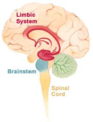 1) Forma parte del prosencéfalo


 


2) Es el centro de las emociones, la motivación, la memoria y el olfato


 


3) Incluye la amígdala cerebral, el tálamo y el hipotálamo