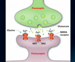 Hypoactiviteit van de NMDA-receptor, gestimuleerd door glutamaat  en polyamine