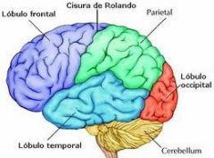 1) Dos hemisferios


 


2) Cuatro lóbulos en cada hemisferio: parietal. frontal, temporal y occipital