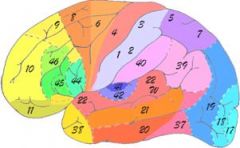 1) Cada región de la corteza tiene una función específica


 


2) Memoria, lenguaje, movimiento voluntario, audición, visión se asignan a áreas de la corteza