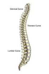 Lumbar Spine