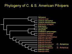 This tree shows the phylogeny of Central and South American pitvipers. Different colours designate Central and South American species. If these pitvipers had their origin in Central America, how many instances of dispersal from one landmass to ano...