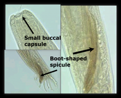 - 5cm to 8cm
- Small buccal capsule
- Boot-shape spicule