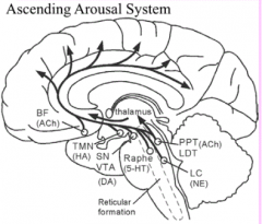 - From brainstem and posterior hypothalamus
- To forebrain, cortical and subcortical targets