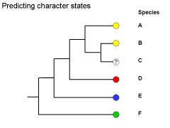 

Based on the tree below and employing the principle of parsimony, what colour would you expect species C to be?