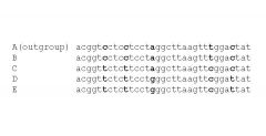 

Consider the DNA sequence data below. Which of the following trees is the most parsimonious tree given these data? 