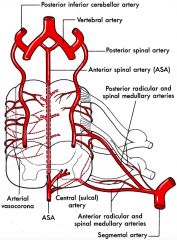 1. They arise from either the vertebral arteries or the posterior inferior cerebellar arteries.

2. It supplies the dorsal column of the medulla. At the spinal cord level it supplies the posterior third of the spinal cord (the dorsal and lateral c...