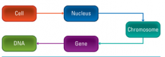 Genes are are genetic instruction that codes for a particular trait, genes are made up of DNA and are organised into larger structures called
chromosomes, which are located with in the 
nucleus of the cell.