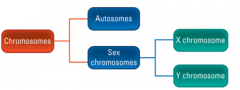 The two remaining chromosomes are the Sex chromosomes. in humans these differ between males and females. Females posses a pair of X chromosomes (XX) and males have an X and Y chromosome (XY). The sex chromosomes are important in determining an in...