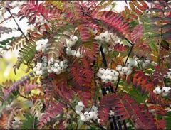 Rosaceae Sorbus frutescens