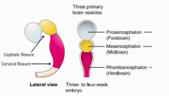 week 3


3 primary brain vesicles


 


prosencephalon - forebrain


mesencephalon - midbrain


rhombencephalon - hindbrain


 


uneven growth in these result in folds or flexures


 


midbrain - cephalic flexure - convex do...