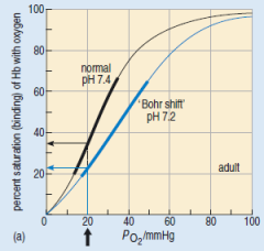 Elaborate (A normal adult dissociation curve (at 37 °C, pH 7.4) and the effect on the position and shape of the curve of increasing the acidity of the blood (pH 7.2)
