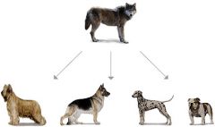 change in the genetic makeup of a population from one generation to the next
a.	Ex. Domestic dogs, most domestic dogs started with cross-breeding