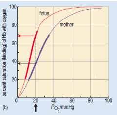 Elaborate (Dissociation curves for a mother and fetus (at 37 °C, pH 7.4).)