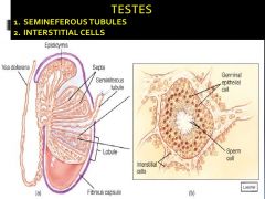 Interstitial Cells