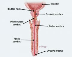 Membranous Urethra