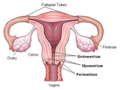 Endometrium, Myometrium, Perimetrium