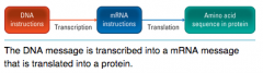 The instructions for making proteins are coded for in the sequence of nitrogenous bases in DNA. Within the nucleus, these instructions are transcribed into another type of nucleic acid called RNA in a process called transcription. This RNA copy t...