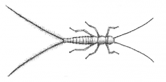 Order Dicellurata, Family Campodeidae