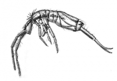 Order Entomobryomorpha, elongate-bodied springtails