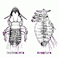 Lice
D-V flattened
Wingless
Includes
Ischnocera- "chewing lice"
Anoplura - "sucking lice"