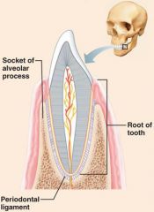 -periodontal membranes hold tooth to bony jaw (peg-in-socket joint) 
-function: synarthrosis
