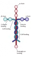 Compostas por três cadeias: alfa, beta e gama. Têm locais de ligação a proteínas receptoras(como as integrinas) e estão associadas a outras proteínas de ligação, as entactinas.