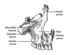 Body of maxilla AND
Frontal, zygomatic and alveolar processes