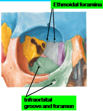 Opens into the maxillary bone, for the infraorbital artery, vein and nerve to pass. 
Infraorbital nerve is a maxillary branch of the trigeminal nerve