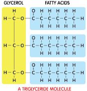 Multiple ____ are bonded with ____ to make fats (large molecules).
