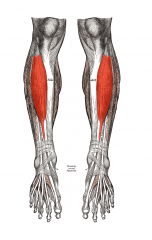Muscle on front of shank
Lifts the foot using flexion of the ankle (dorsiflexion)

When walking, generates a moment (MA) to slowly lower the foot to the ground