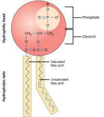 Cabeça hidrofílica(fosfato + glicerol) ; Extremidade hidrofóbica( ácidos gordos saturados e insaturados)