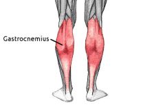 Largest calf muscle

 Responsible for plantar flexion of the foot at the ankle joint and flexing the leg at the knee joint  