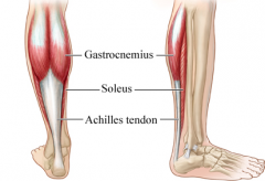 Under the gastrocnemius on the calf

Main function is flexing the foot (plantar flexion) while standing on toes, walking, etc.