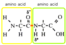A ____ ____ holds together the polypeptide chains of amino acids.
