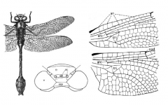 Suborder Anisoptera, dragonflies