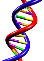 ____ is a double helix