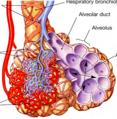 alveolar capillaries

top to down