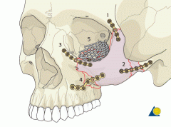 They are formed by maxillary and zygomatic and bones and their strong attachments to one another.