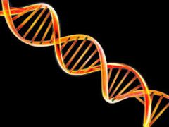 The structure of DNA is a ____ ____