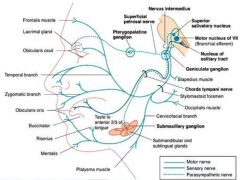 1. Branchial motor (special visceral efferent): Supply the stapedius, stylohyoid, posterior belly of the digastric, facial expression muscles, buccinator, platysma, and occipitalis.
2. Visceral motor (General visceral efferent): For stimulation o...