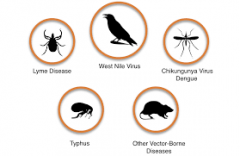 Definition: 
any organism that can spread infectious       disease to another      organism through bites, scratches, body fluids, or other contact