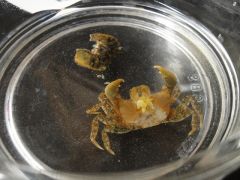 Host: Hemigraspus spp. (shore crab)

Parasite: Portunion conformis, Family Entoniscidae (Order Isopoda)